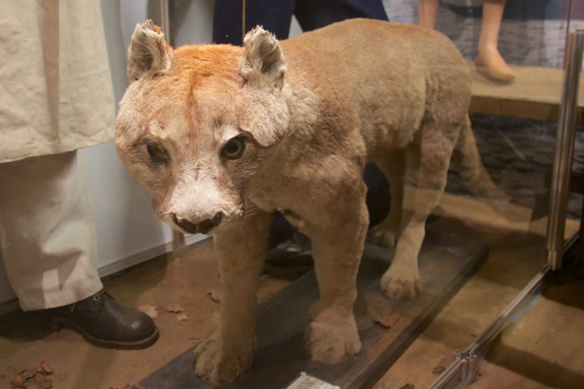 Puma på miliseum